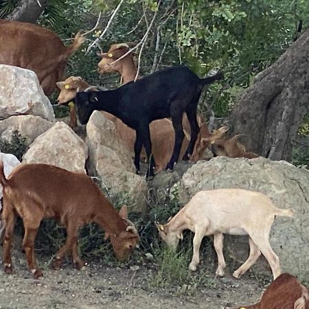 Cortijo Las Palmeras El Chorro ألورا المظهر الخارجي الصورة