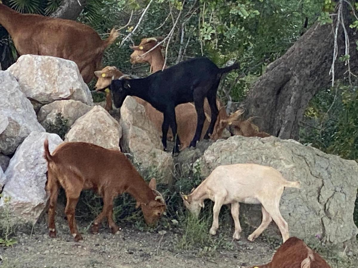 Cortijo Las Palmeras El Chorro ألورا المظهر الخارجي الصورة